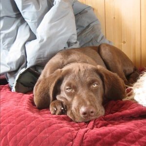 SOLD ......Hand Painted Leather Pants